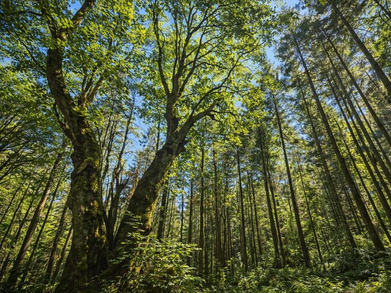 Discover Vancouver’s Ancient Trees – Guided Nature Walk