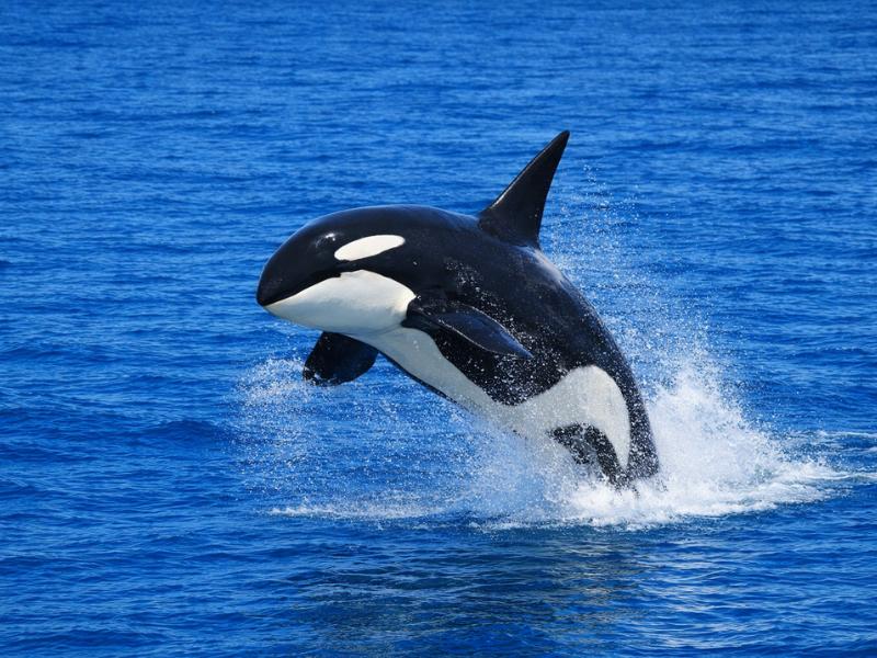 Vancouver Whale Watching Adventure – Half-Day Tour & Free Photo Package