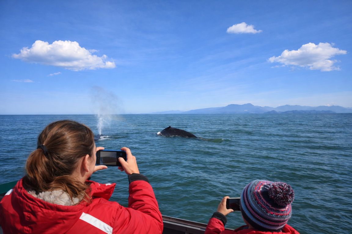 Whale watching boat tour near Vancouver with humpback whale visible in the ocean during a Vancouver Canada Tours trip